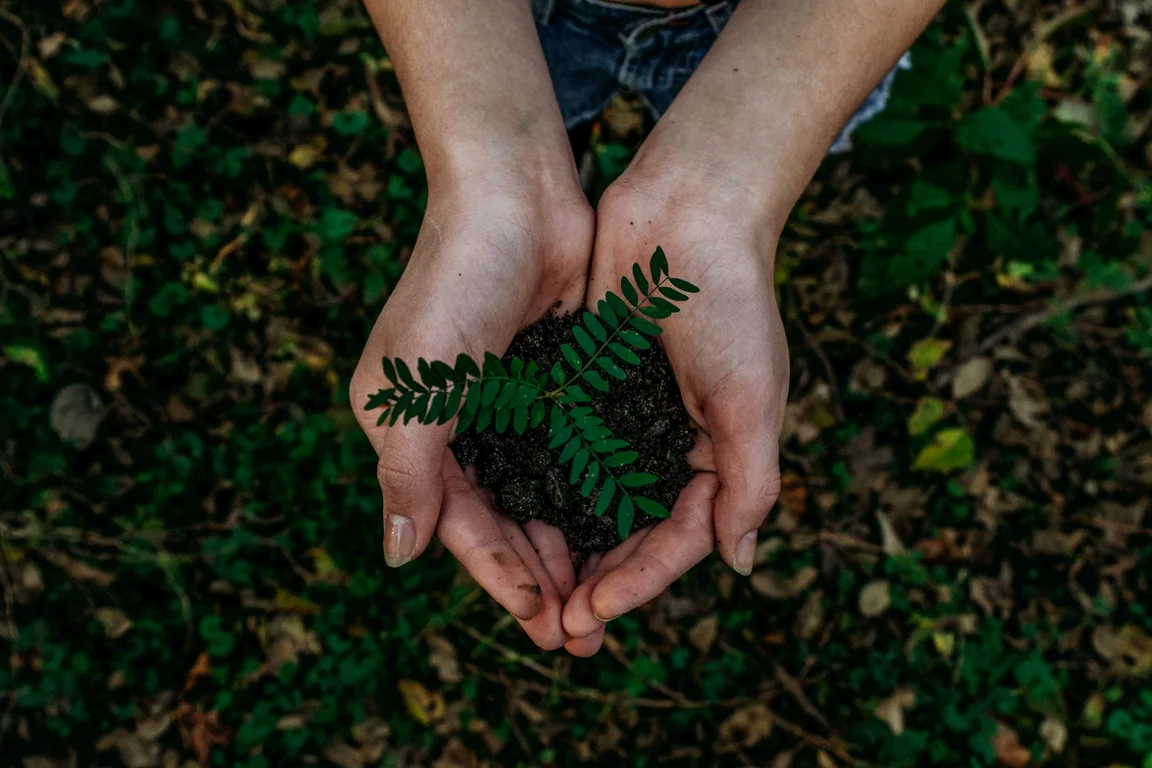 sustainability - hands holding plants