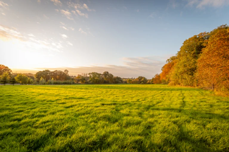 field with sunset